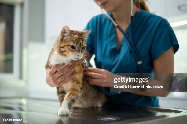 eine junge tierärztin untersucht ein kätzchen - holding cat stock-fotos und bilder