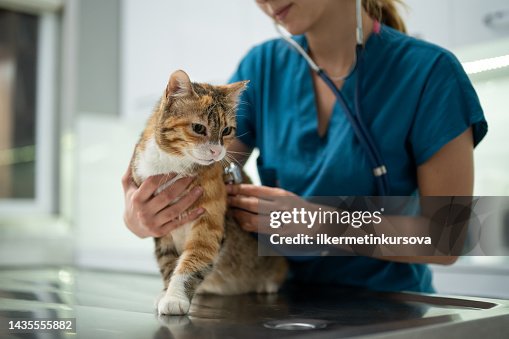 Une jeune vétérinaire examine un chaton Une jeune vétérinaire examine un chaton