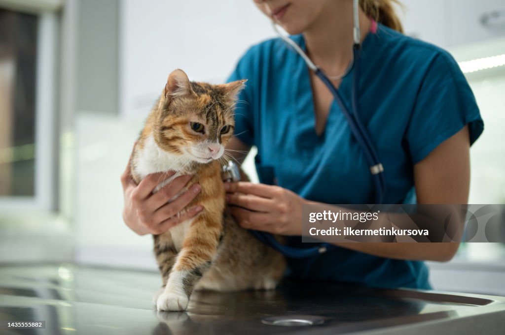 A young female vet examining a kitten