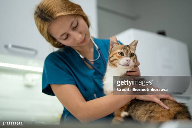 a young female vet stroking a kitten - violence prevention stock pictures, royalty-free photos & images