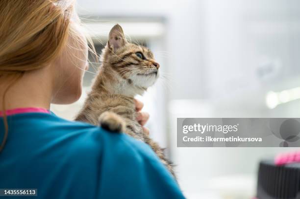 a young female vet holding a kitten - vet with kitten stock pictures, royalty-free photos & images