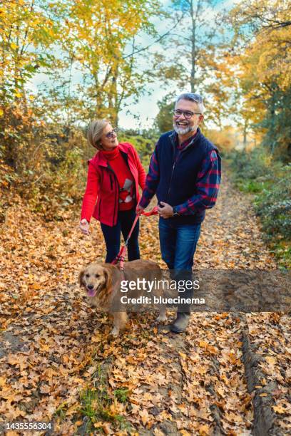 mature couple on autumn walk with golden retriever - old golden retriever stock pictures, royalty-free photos & images
