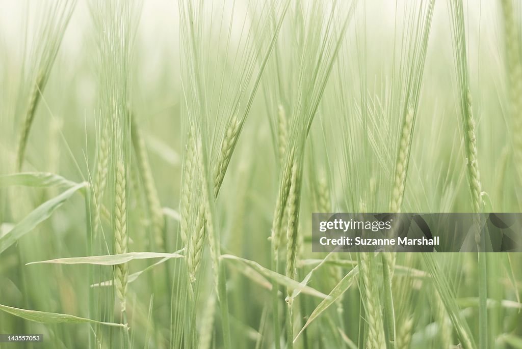 Field of barley