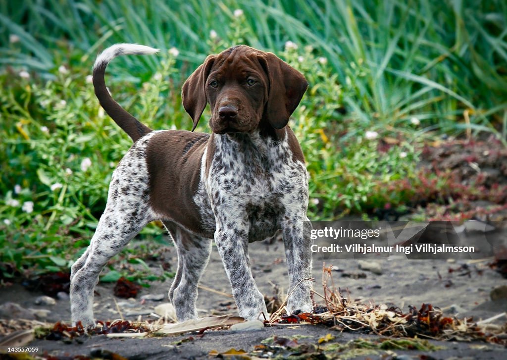 Gsp Puppy German Shorthaired Pointer Long Tail German Shorthaired