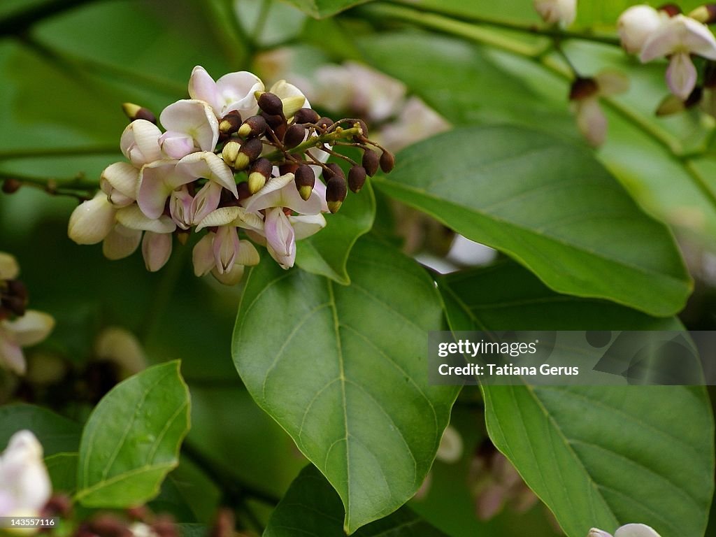 Pongam flowering tree (Millettia pinnata)