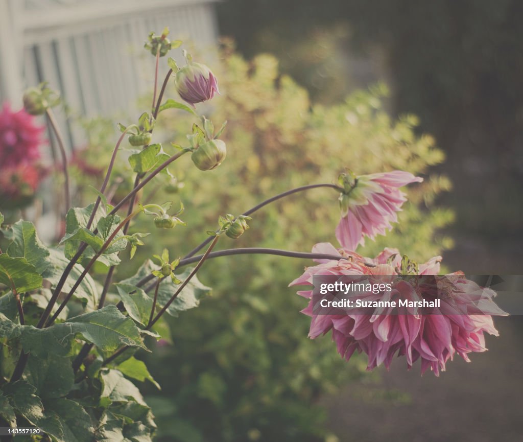 Dahlia flowers