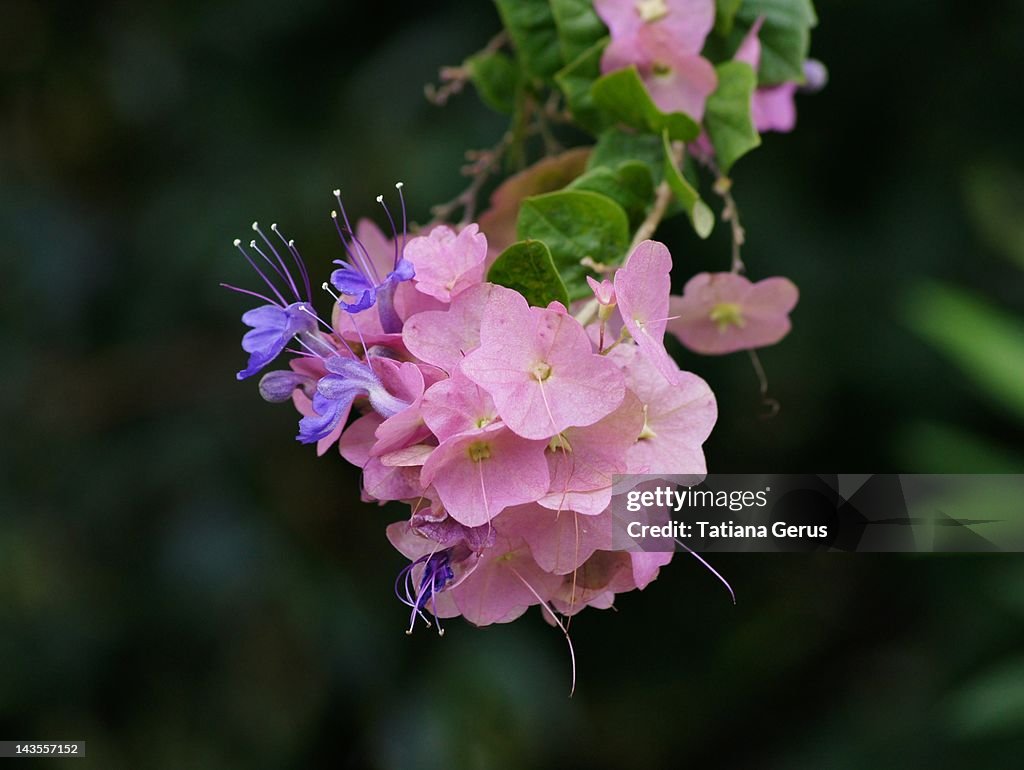Chinese hats flowers