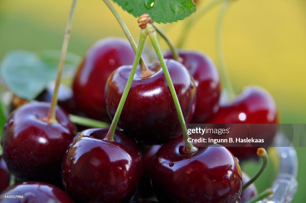 Sweet red cherries in glass bowl