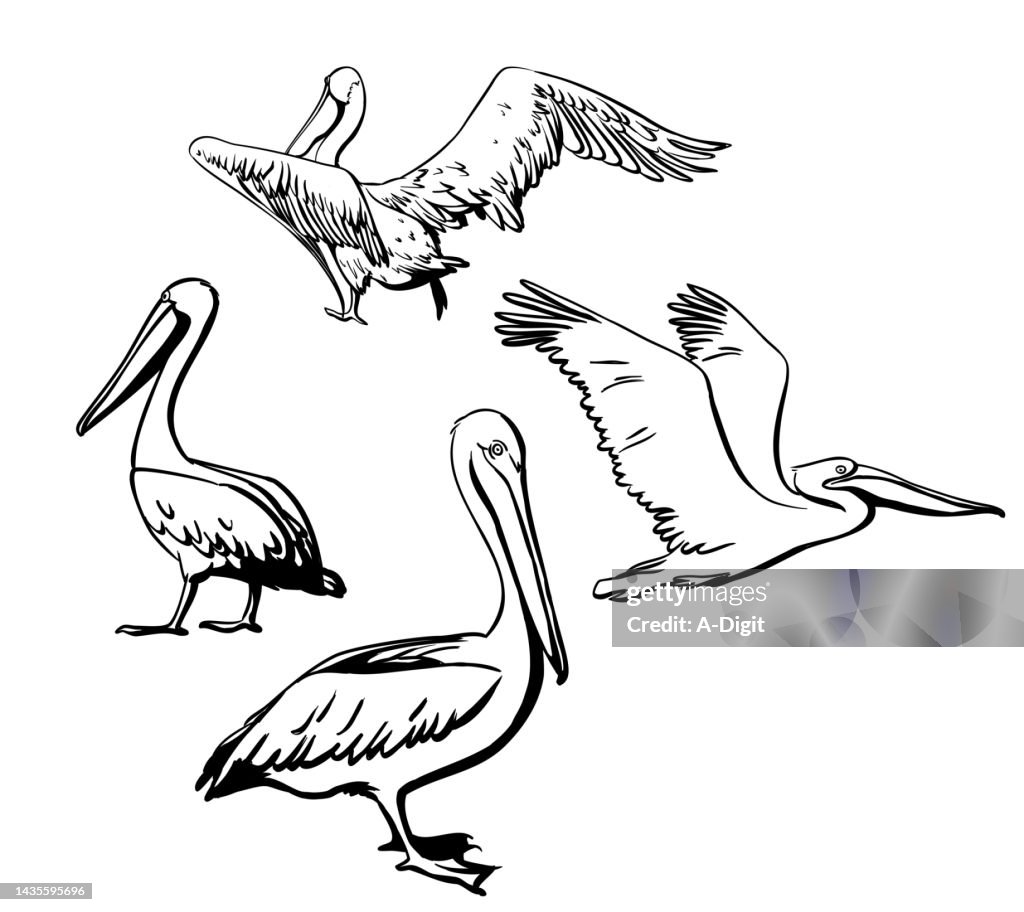Pelican Group Ink