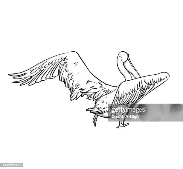 pelican taking off sketch - animals with webbed feet stock illustrations