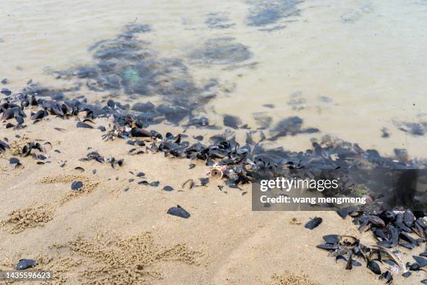 mussels on the beach - mollusca stock pictures, royalty-free photos & images