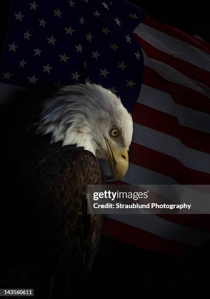 bald eagle - american flag eagle stock pictures, royalty-free photos & images