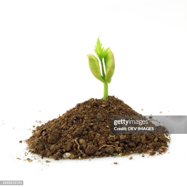 seedling growing from soil on white background - pflanzenbestandteile stock-fotos und bilder