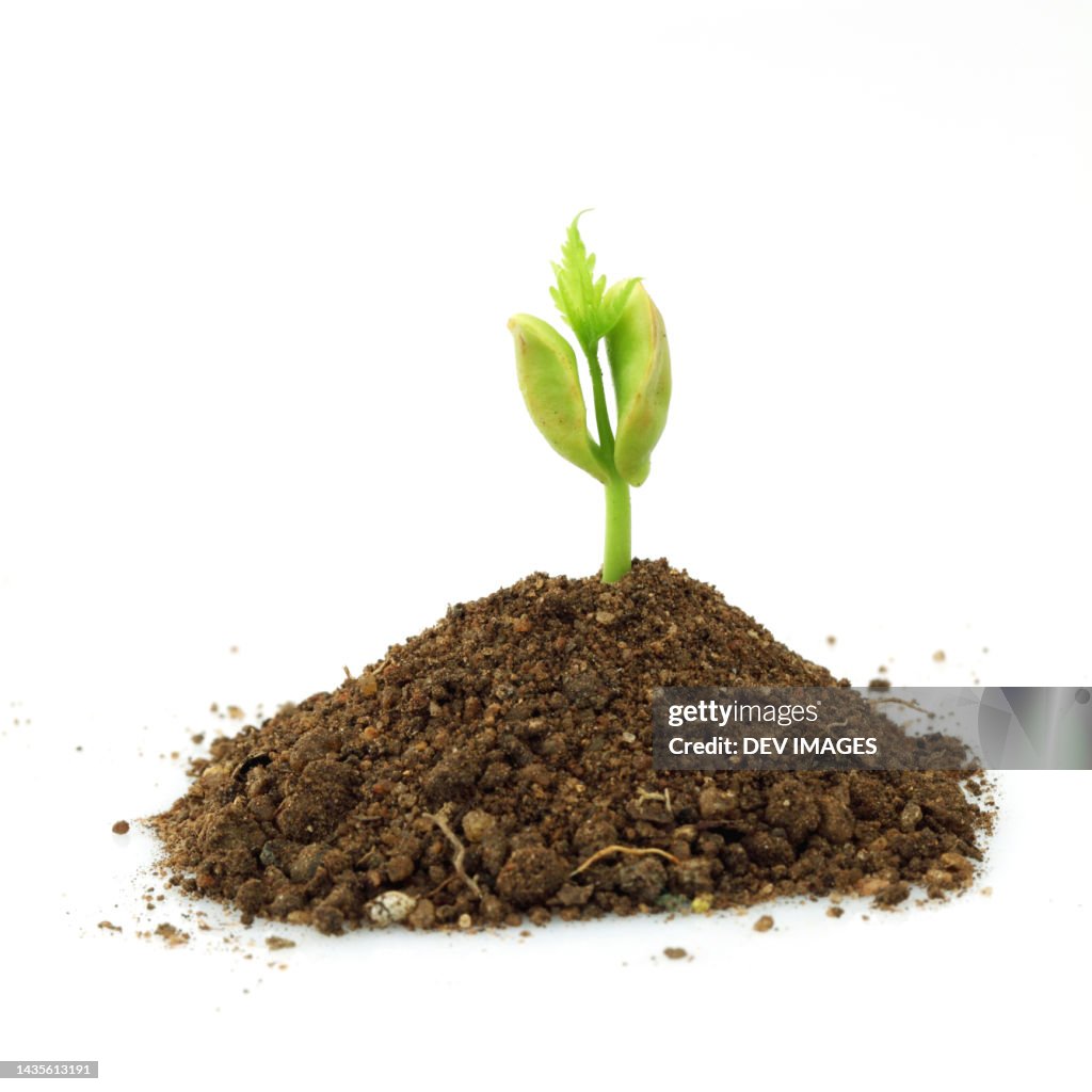Seedling growing from soil on white background