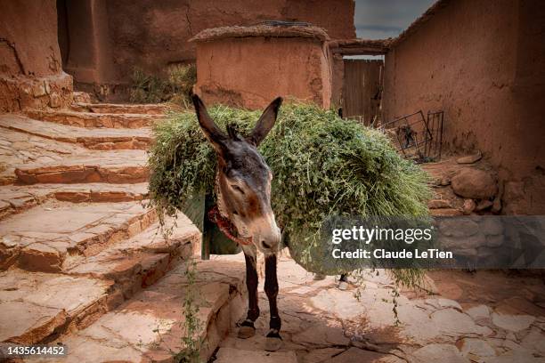 loaded donkey - donkey stock-fotos und bilder