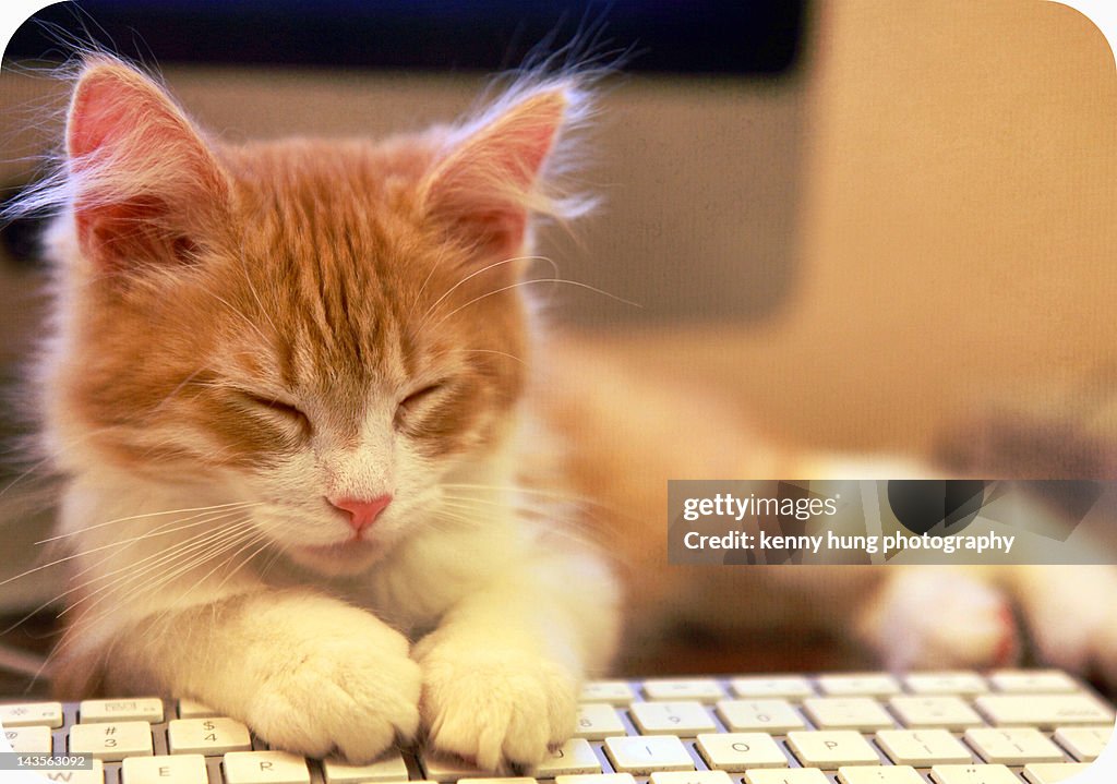 Kitten falls asleep on computer keyboard