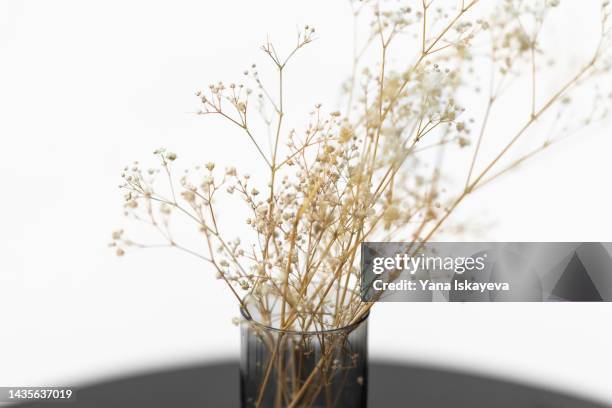 tender dry gypsophila flowers in a glass vase and wabi sabi style - gypsophila stock pictures, royalty-free photos & images