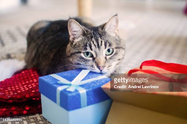 cute striped cat with christmas gift box. new year. - suspicious package stock pictures, royalty-free photos & images
