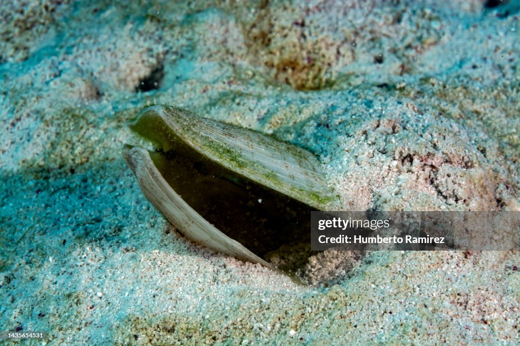 Sea Snail.