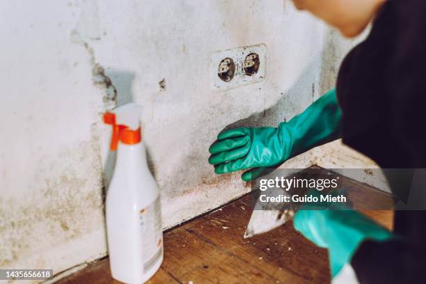 woman removing mold from a wall using spatula and chlorine. - mit nehmen stock-fotos und bilder