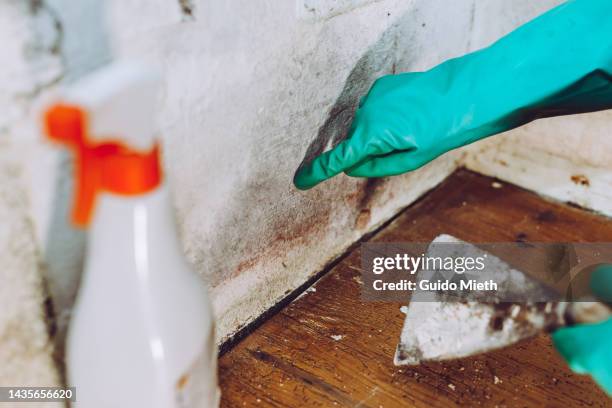 woman removing house mold in her property. - powdery mildew fungus stockfoto's en -beelden