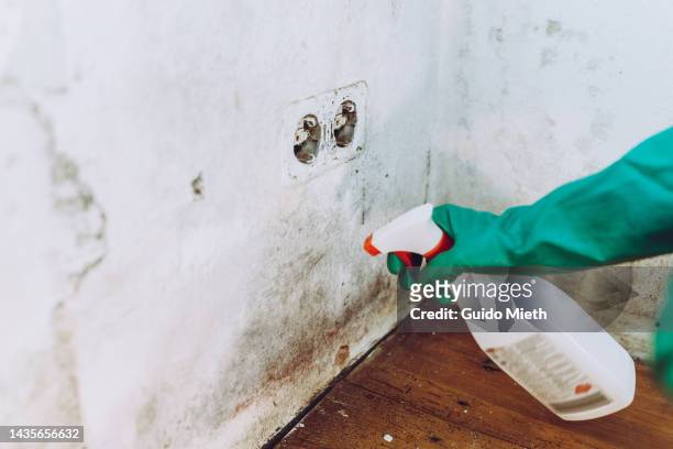 woman removing house mold with chlorine in her property. - moisissure photos et images de collection