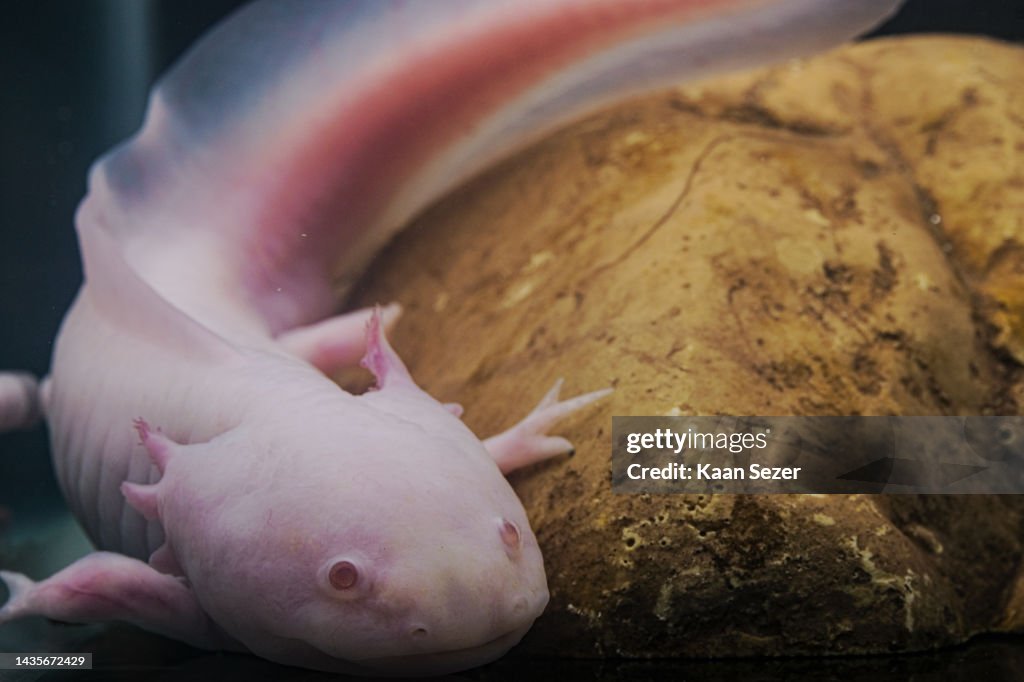 Axolotl. Mexican walking fish. Ambystoma mexicanum