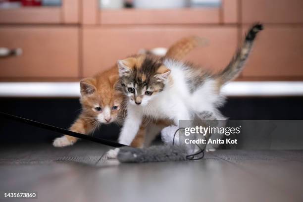 playing kittens - tortoise shell stock pictures, royalty-free photos & images