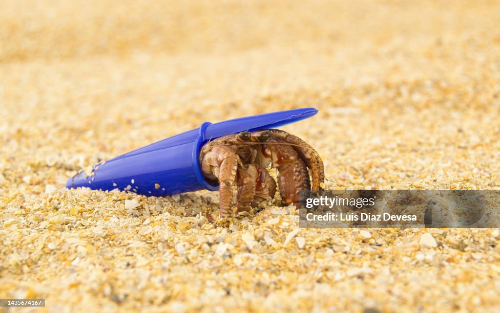 Hermit crab inside a pen cap