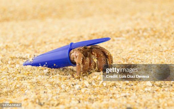 hermit crab inside a pen cap - hermit crab stock pictures, royalty-free photos & images