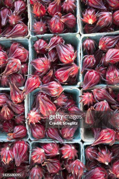 roselle hibiscus flowers (roselle calyx, hibiscus sabdariffa, jamaican sorrel, or red sorrel) at a farmer's market. - carolina parakeet stock pictures, royalty-free photos & images