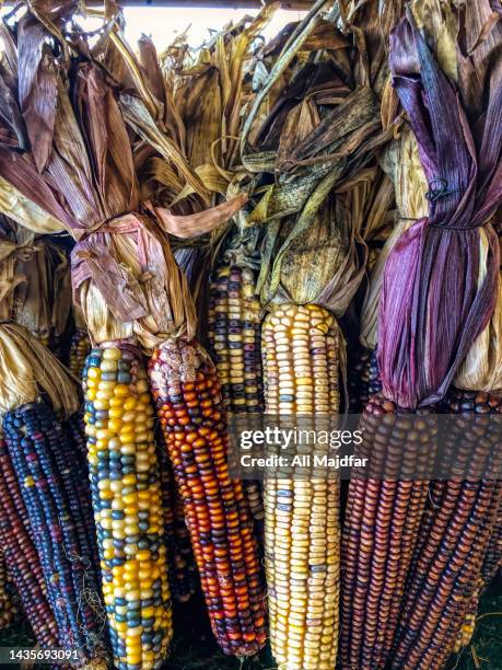 colorful indian corn for thanksgiving - maíz criollo fotografías e imágenes de stock