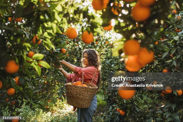 female farmer gardener in red shirt smiling and standing under orange tree plant that ready for harvest in orange garden field in summer sunny day. - agriculteur local photos et images de collection