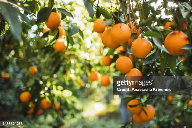 oranges growing on trees in farm. - orange orchard bildbanksfoton och bilder