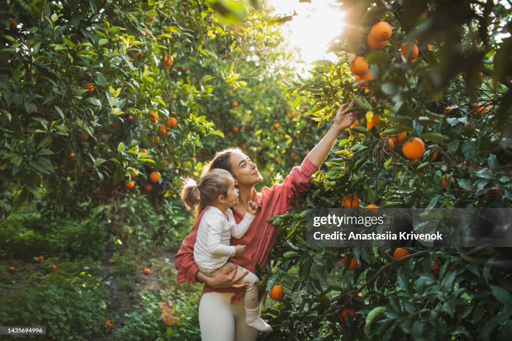 Mother and Daughter farmer picking carefully ripe orange in orchard.