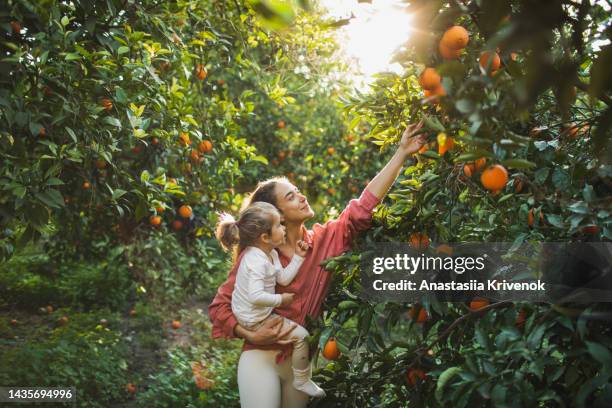 mother and daughter farmer picking carefully ripe orange in orchard. - fruktträdgård bildbanksfoton och bilder