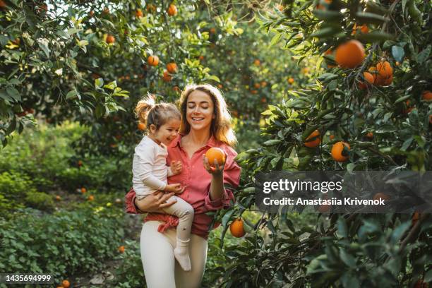 mother and daughter farmer picking carefully ripe orange in orchard. - crete woman stock pictures, royalty-free photos & images