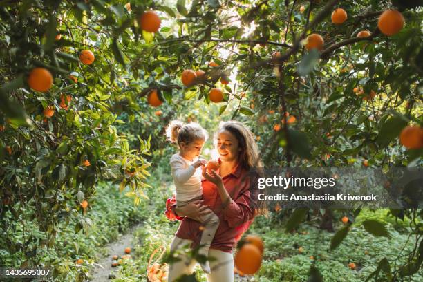 mother and daughter farmer picking carefully ripe orange in orchard. - orange orchard stockfoto's en -beelden