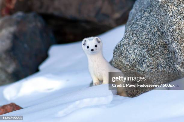 portrait of white least weasel sitting on snow,kazakhstan - white weasel foto e immagini stock