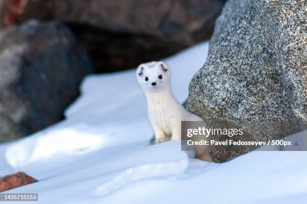 portrait of white least weasel sitting on snow,kazakhstan - ermine stockfoto's en -beelden