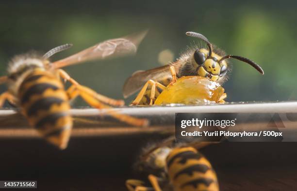 its my my own my precious,bonn,germany - vespa vespidae stock pictures, royalty-free photos & images
