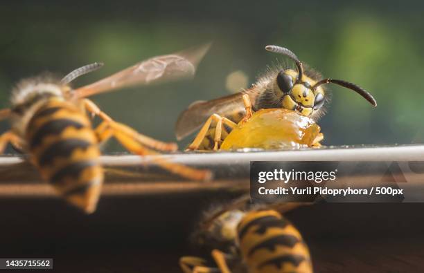 its my my own my precious,bonn,germany - wasps stock pictures, royalty-free photos & images