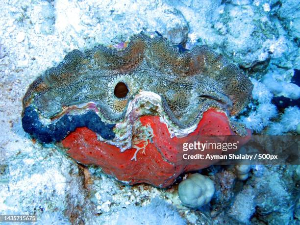 close-up of red starfish in clear water undersea,south sinai governorate,egypt - tourism in south sinai stock pictures, royalty-free photos & images