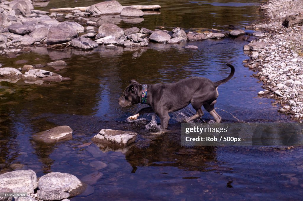 High angle view of dog standing in lake