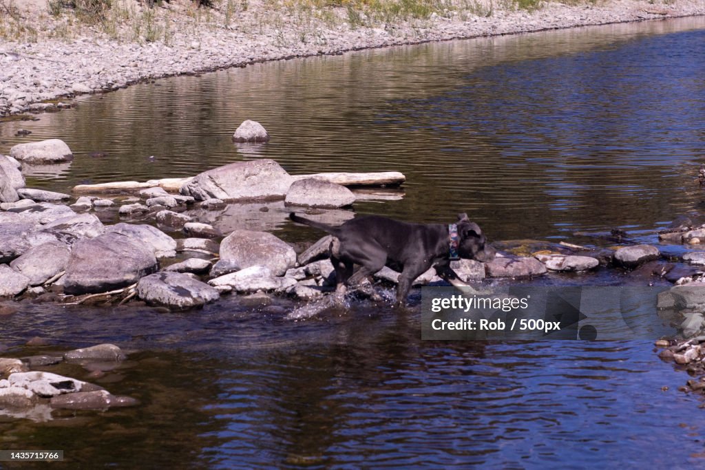 Black dog walking in river during day