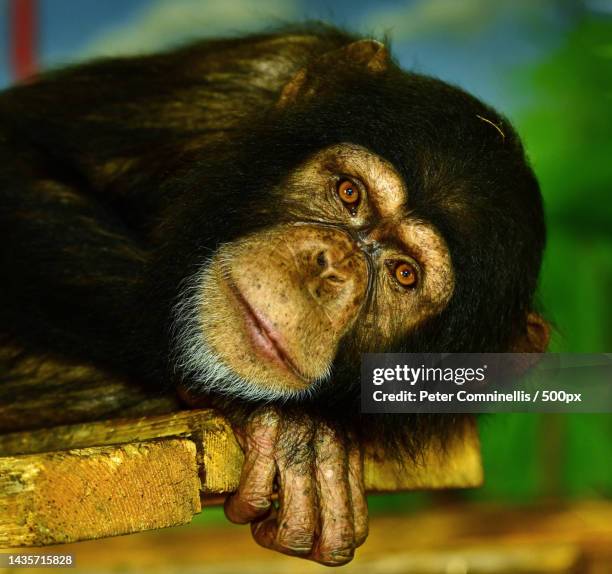 close-up of monkey sitting on railing - common chimpanzee stock pictures, royalty-free photos & images