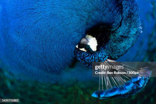 close-up of purple peacock swimming in lake,canberra,australian capital territory,australia - canberra nature stock pictures, royalty-free photos & images