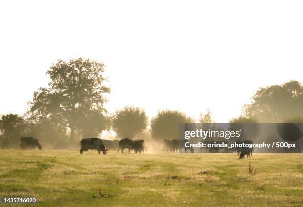 full frame view of a herd of wild animals grazing in nature during day,netherlands - wild cattle stock-fotos und bilder