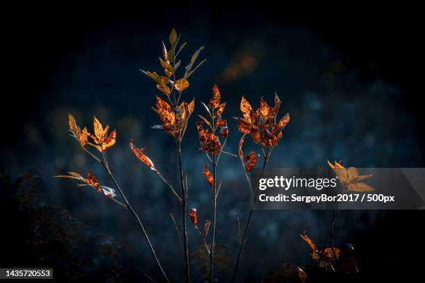 close-up of dry leaves on field against sky at night - 2017 2022 stock pictures, royalty-free photos & images