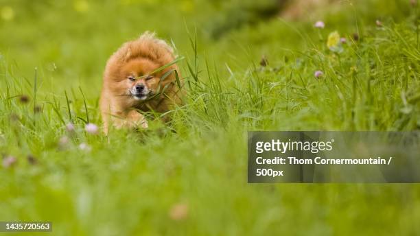 close-up of squirrel on grass,switzerland - thom little stock pictures, royalty-free photos & images